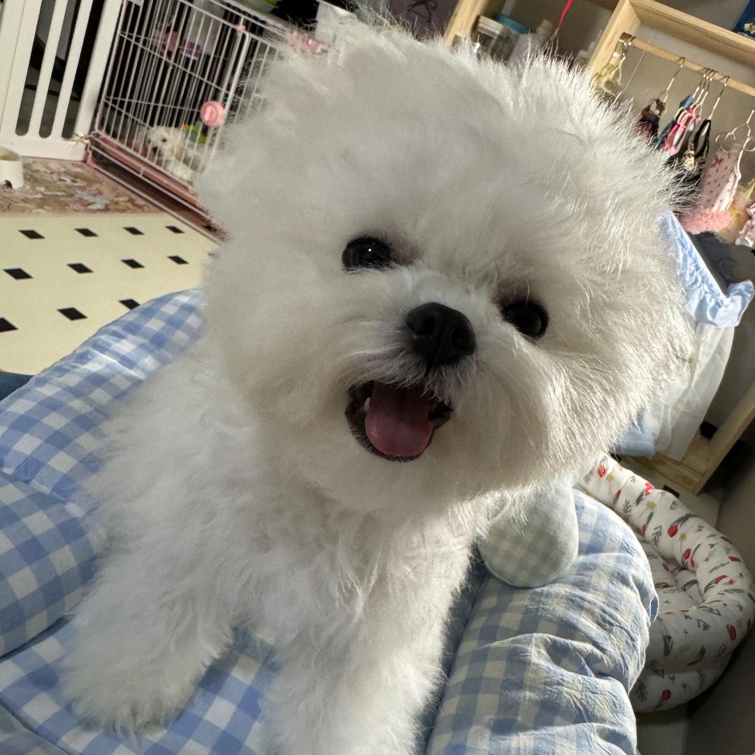 元宝家的小月亮