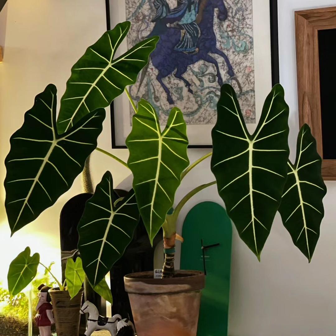 植念花园