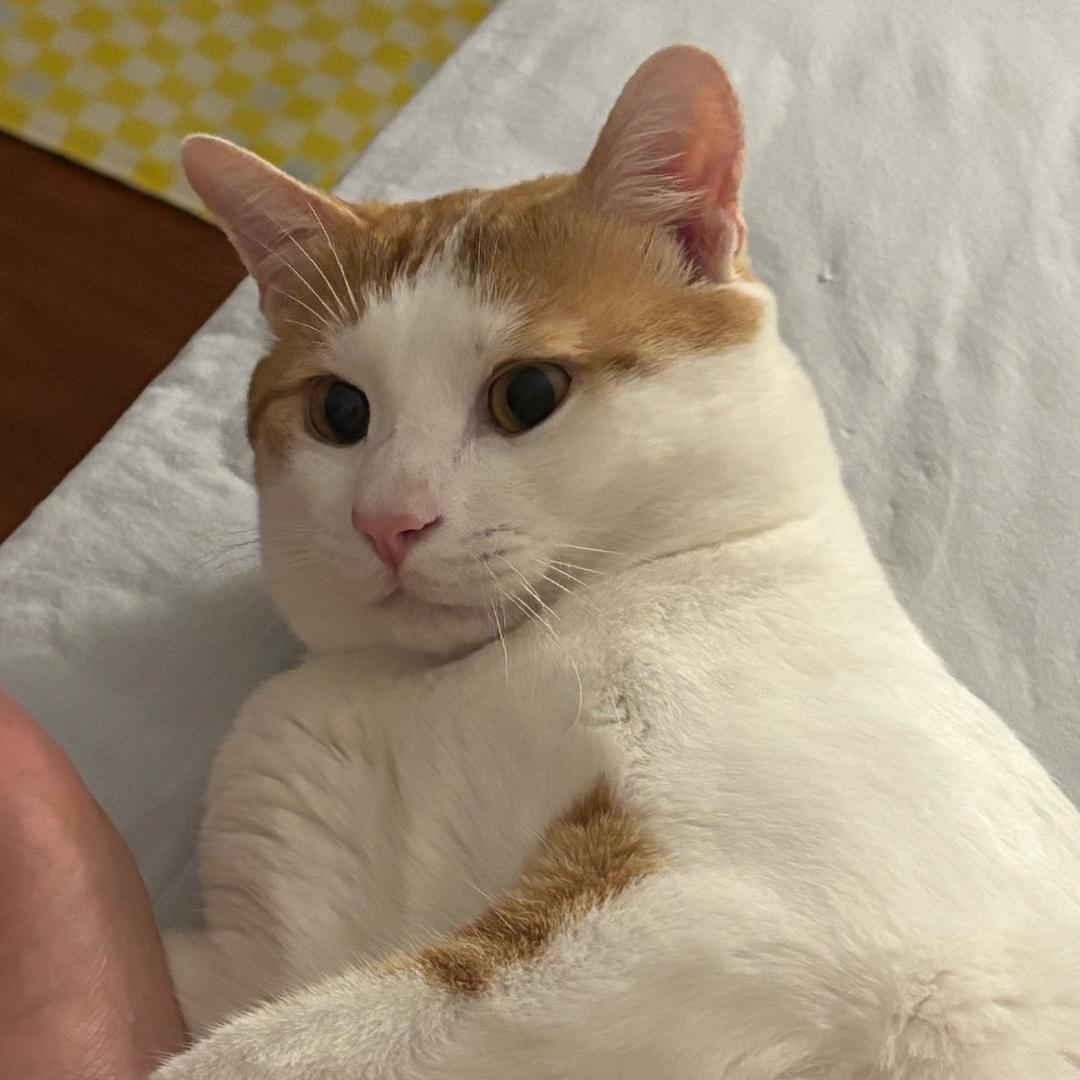 发发酱🐱