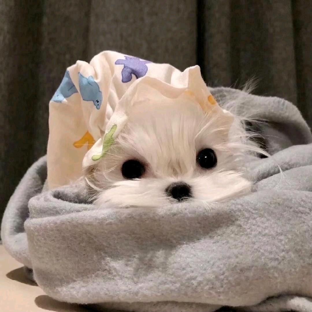 小羊咩咩🐑