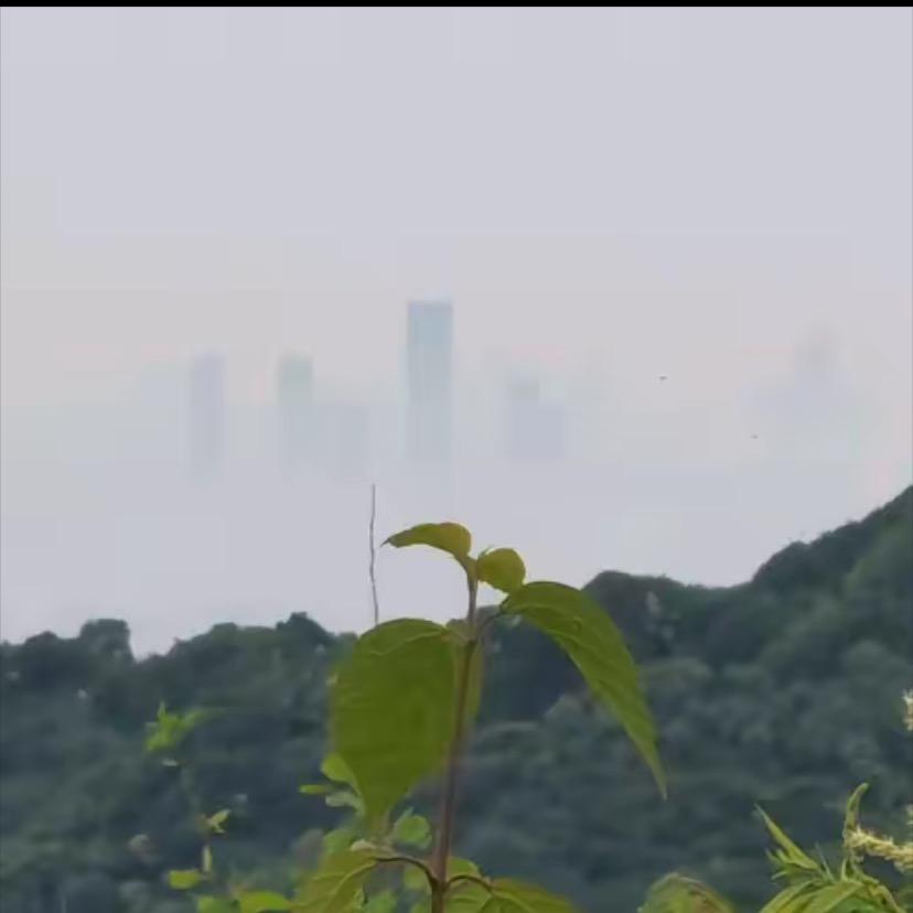 青🌿婲卉