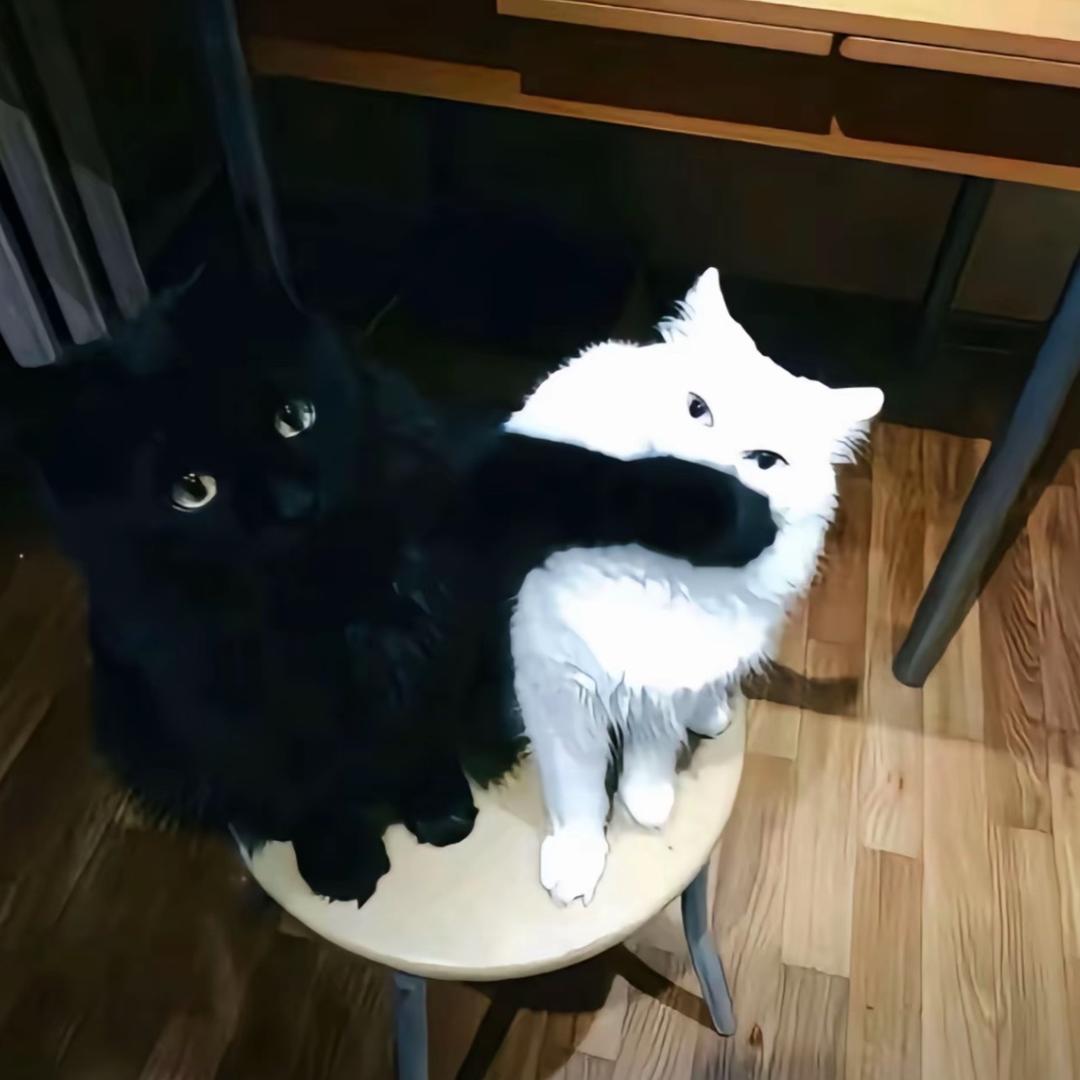 小猫-