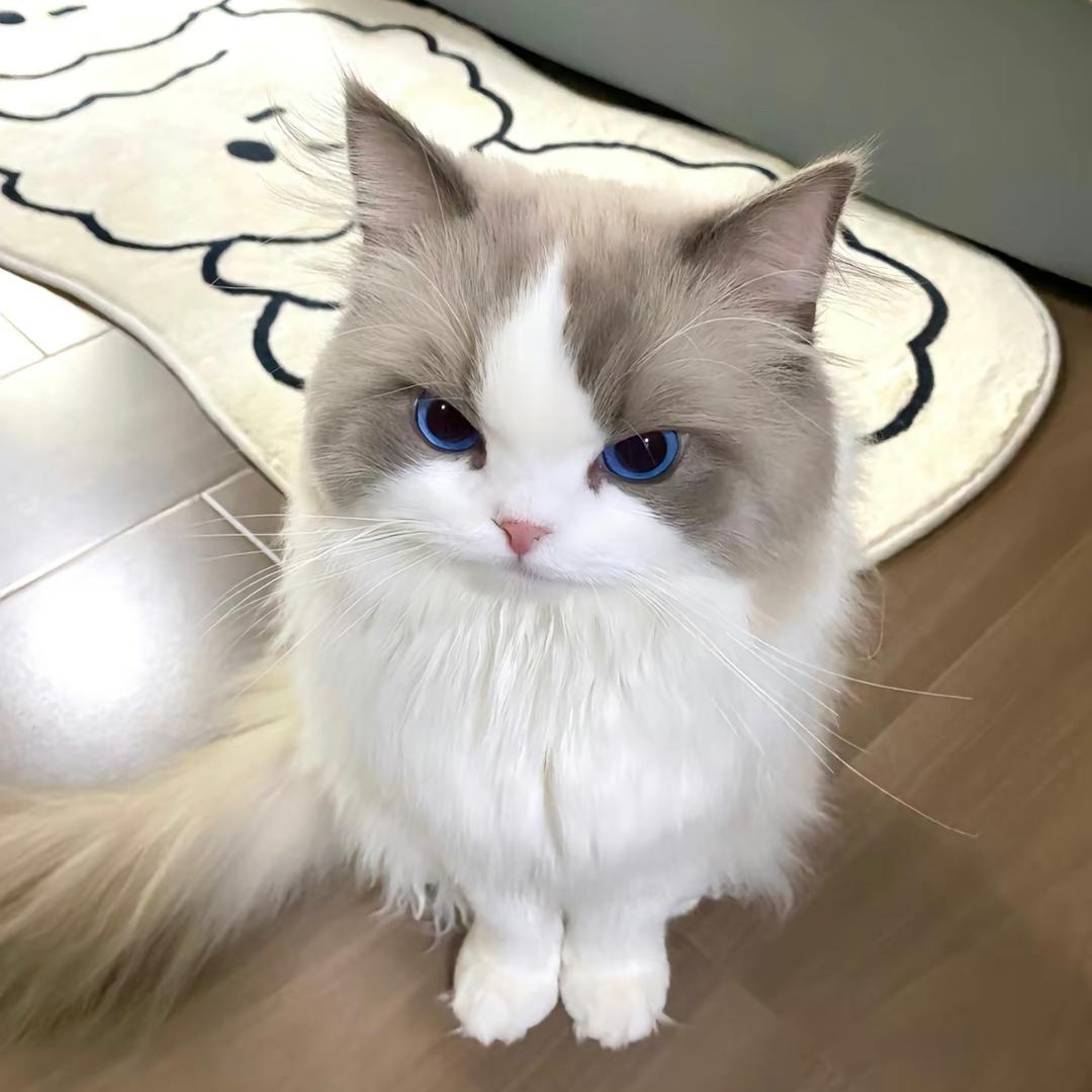 半島喵🐾