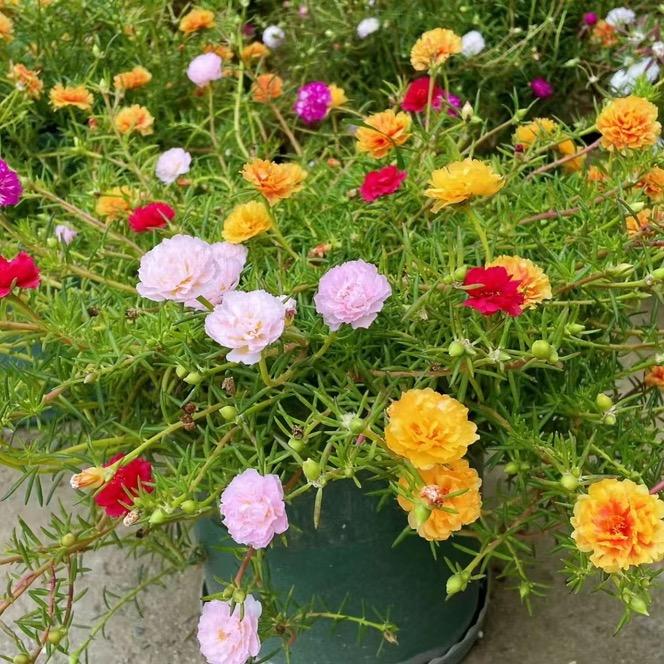 🌸悦悦花园