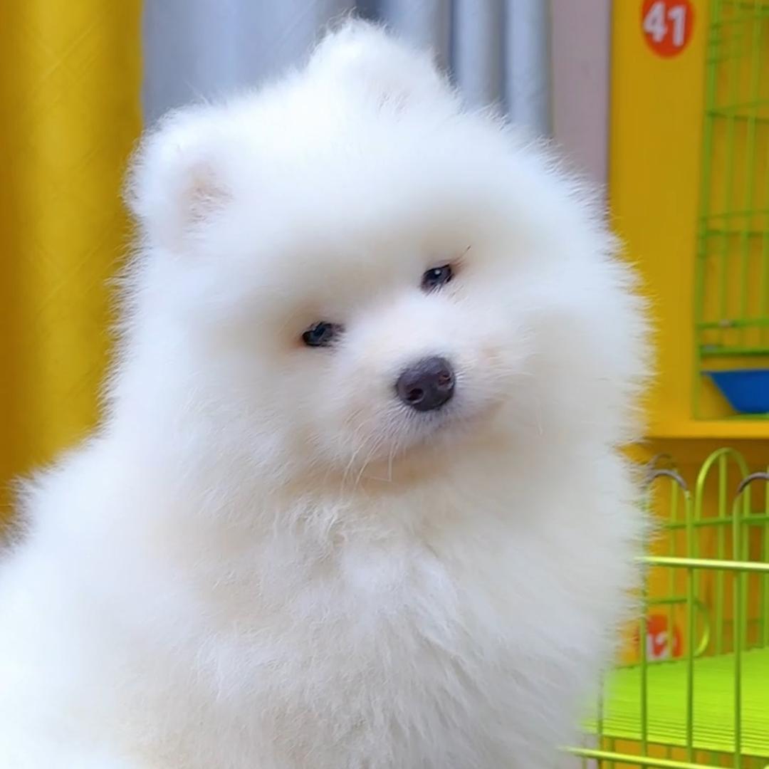 成都萨摩耶犬舍