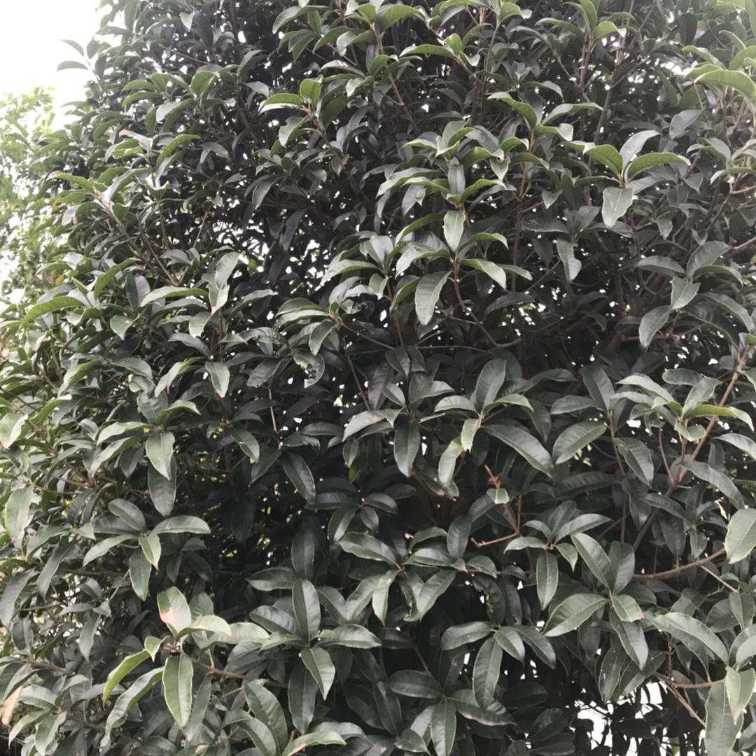 拼搏