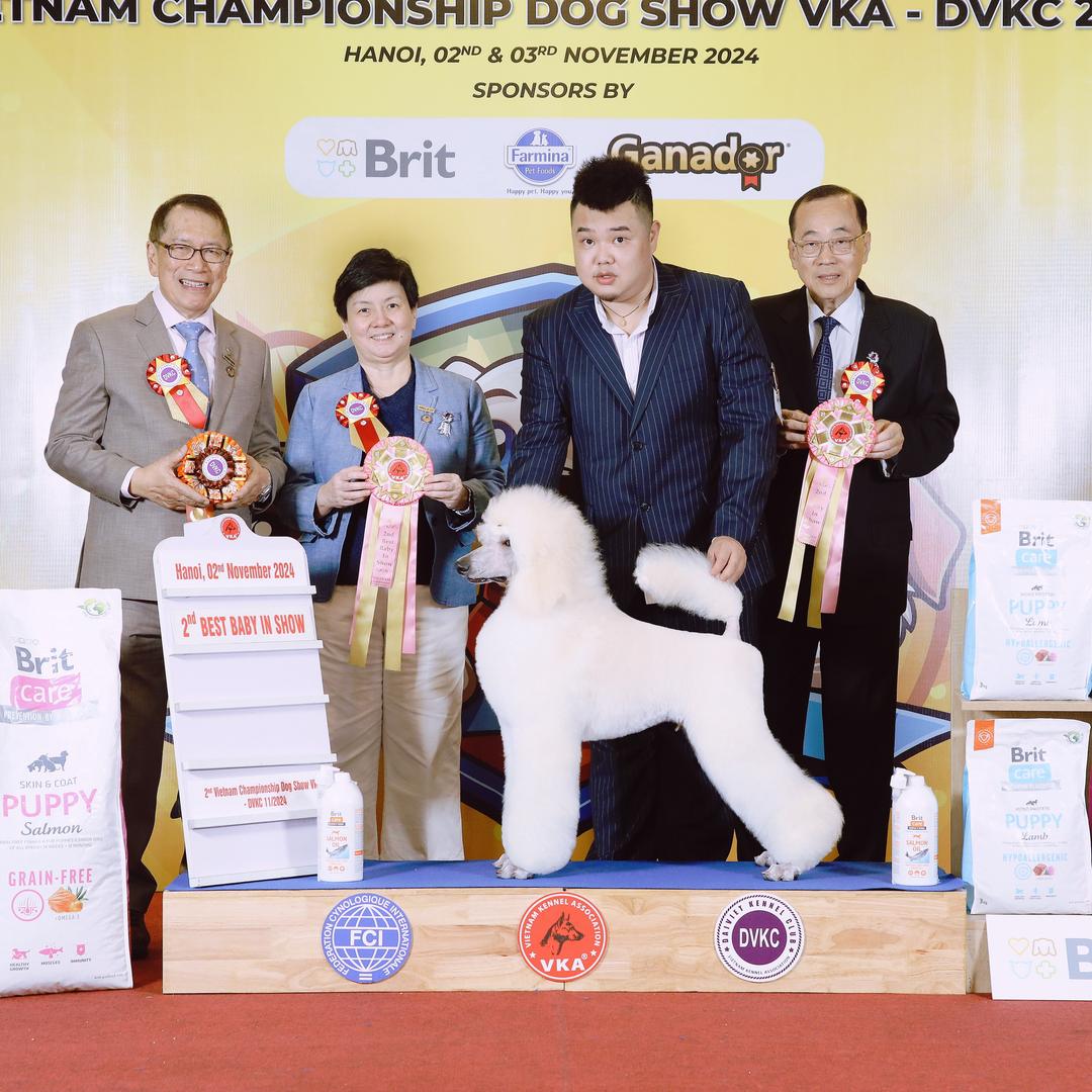 紫乐是只贵宾犬🐩