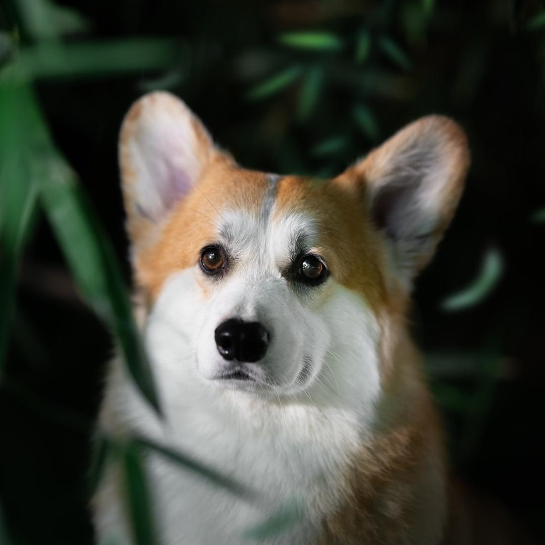 炽天使·柯基🏆🍂