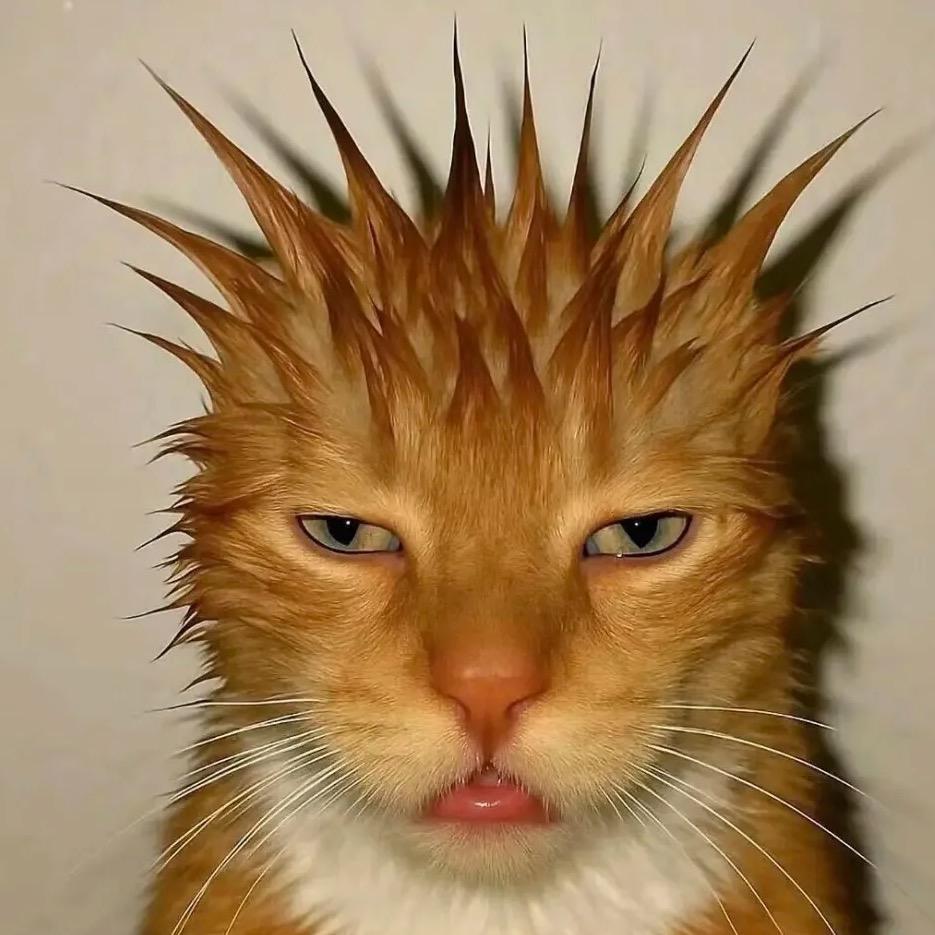 喂鸡被猪肘击
