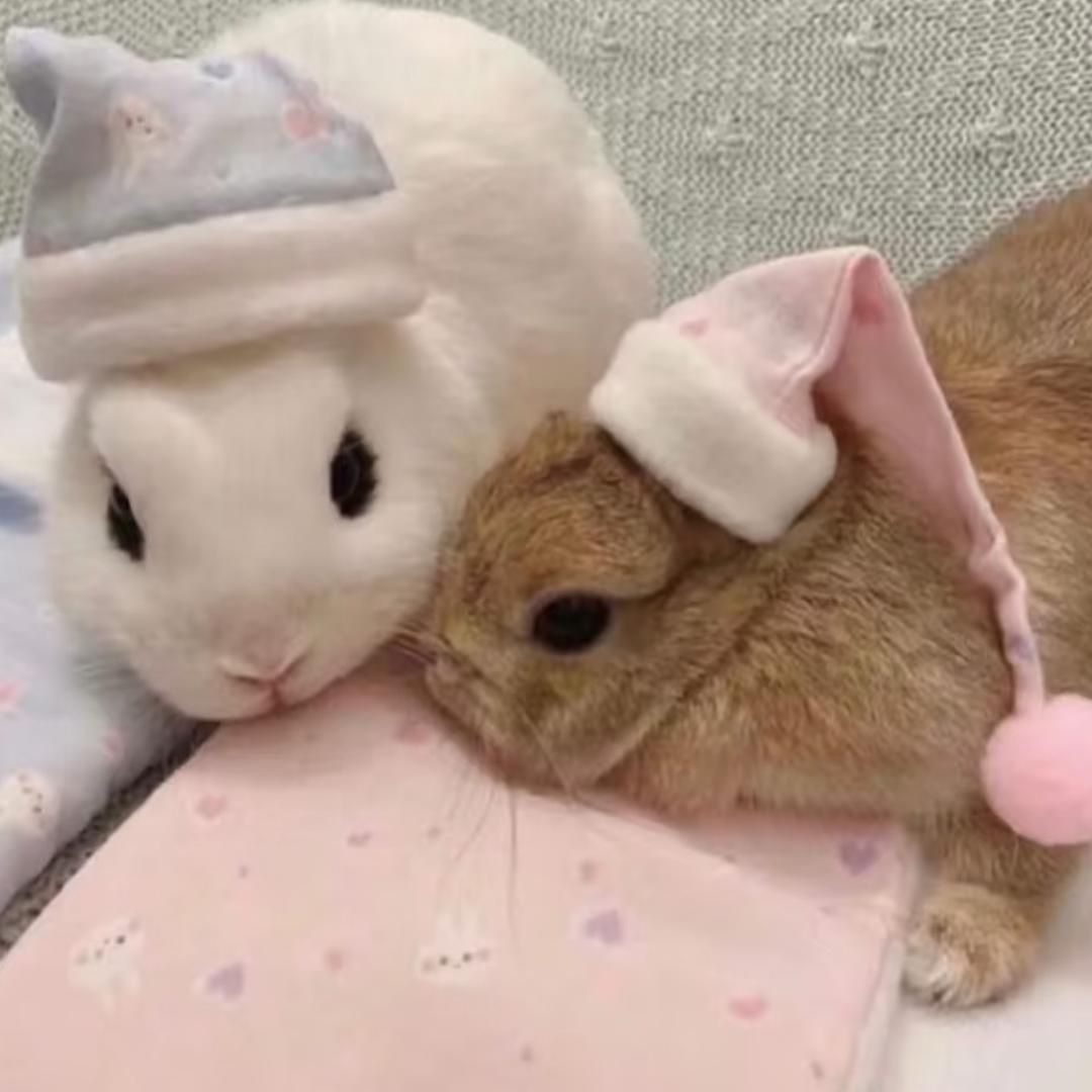 琪琪有点困🐰