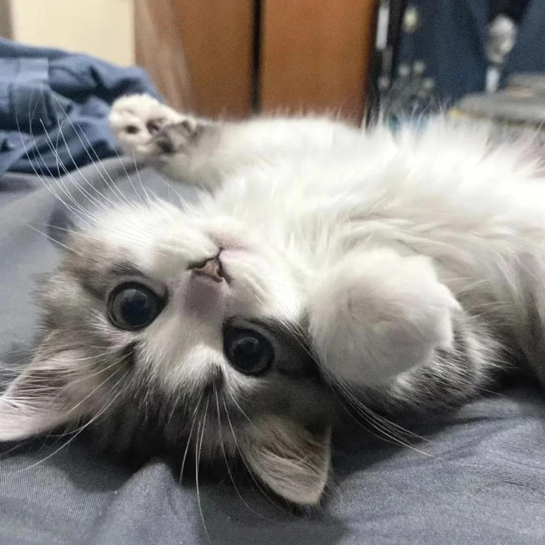 lyyyyy