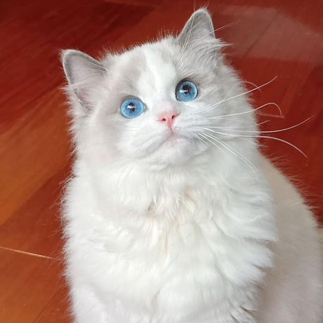 草莓是只仙女猫