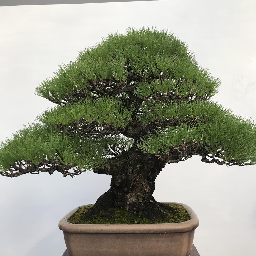华辉园林