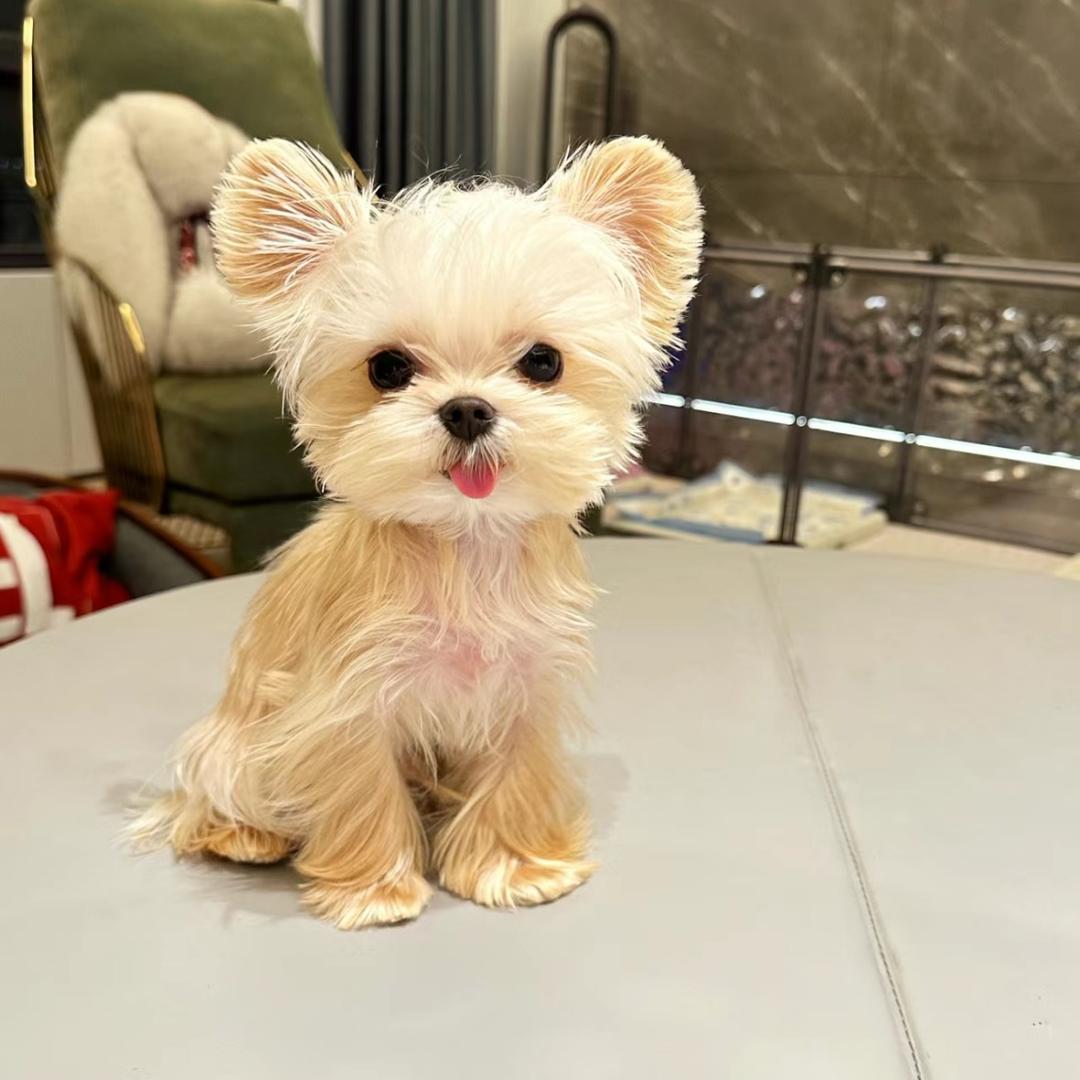 春虫虫人