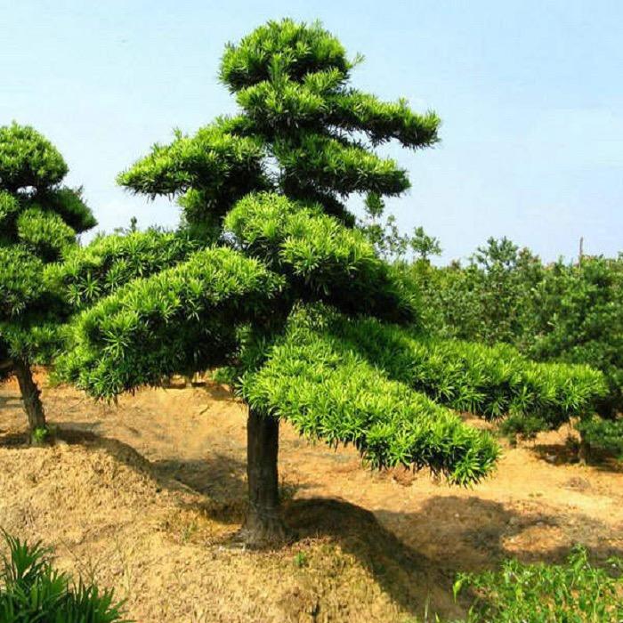 四川省天府伊果种植专业合作社