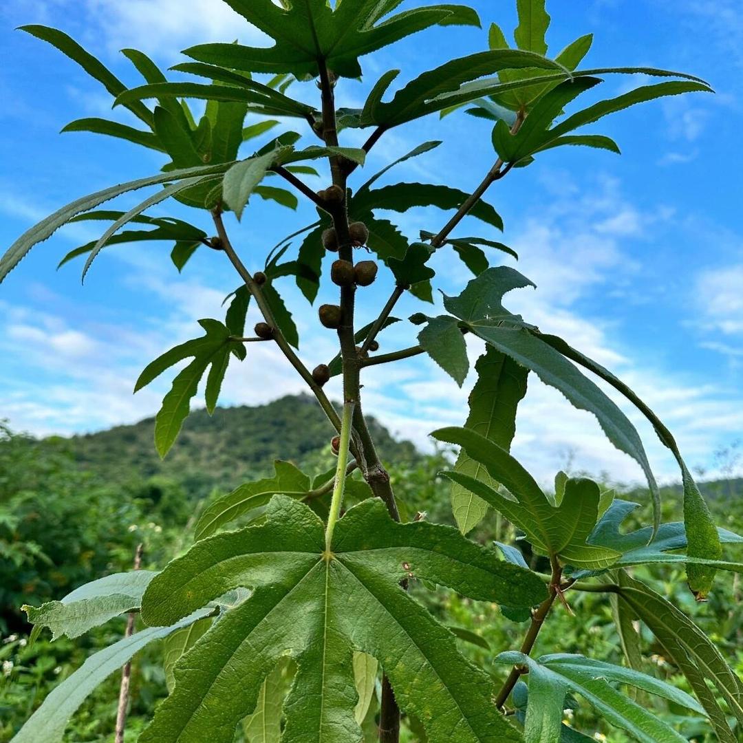 德富滋补堂