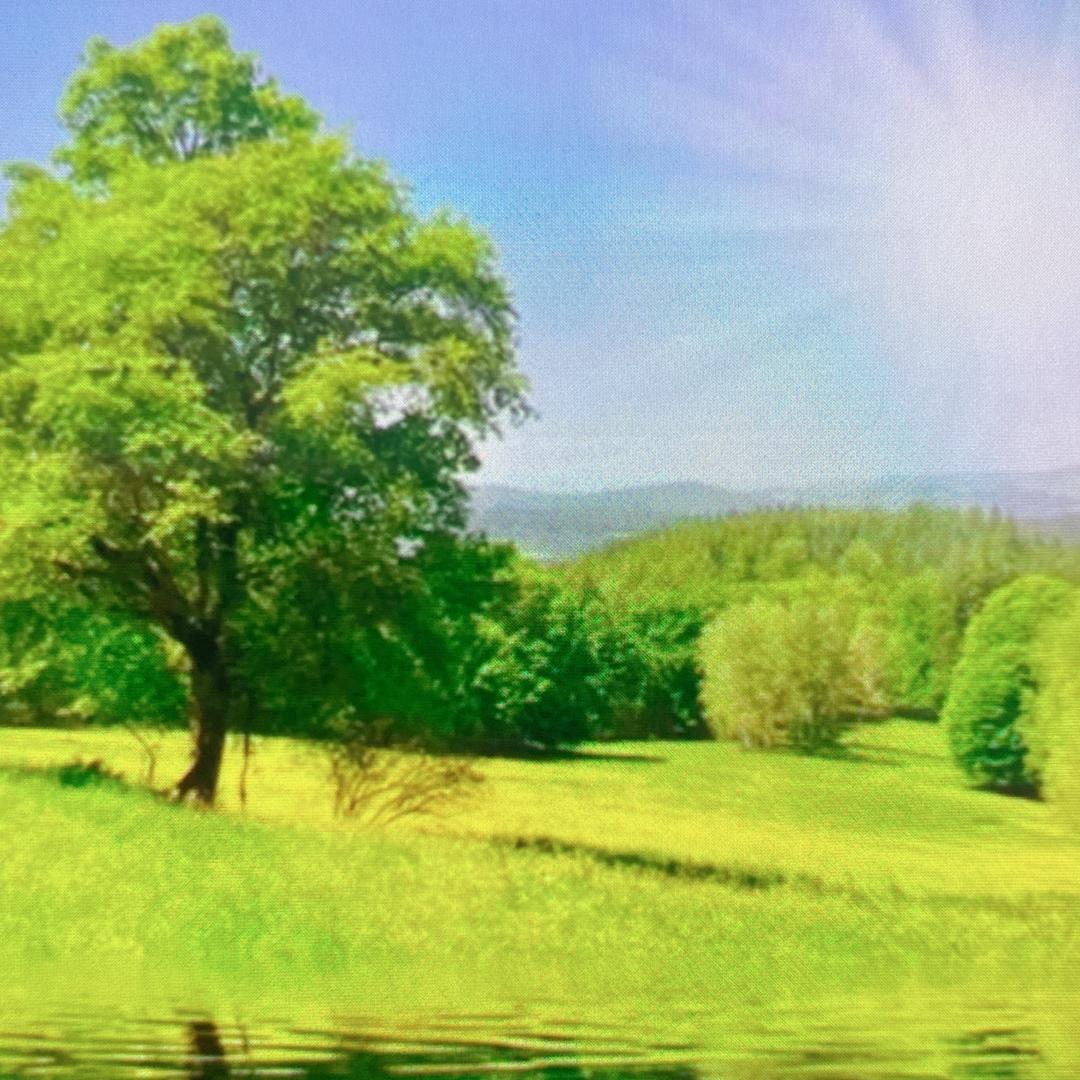 永久守候🦚🦜🦚