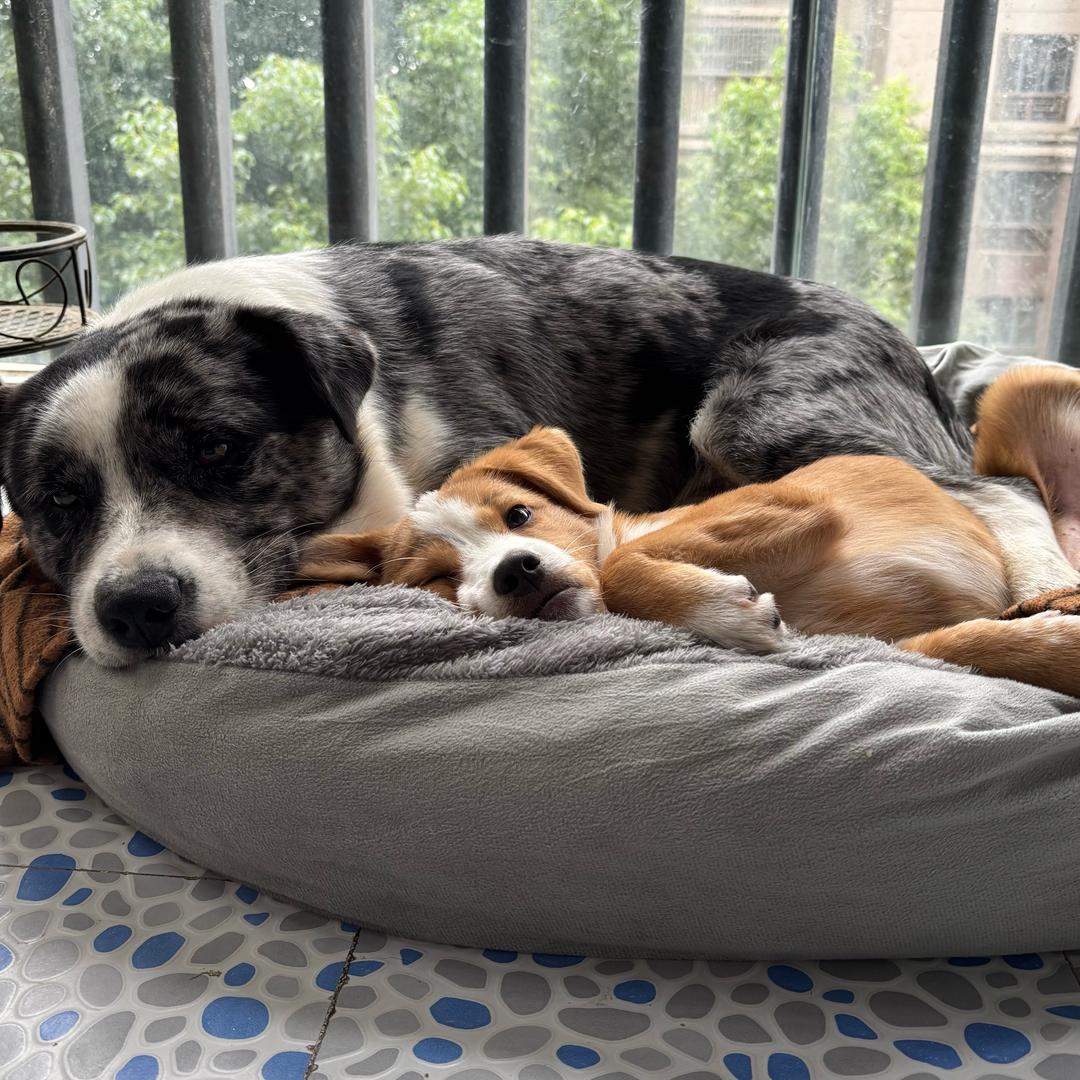 是陨石但不是边牧