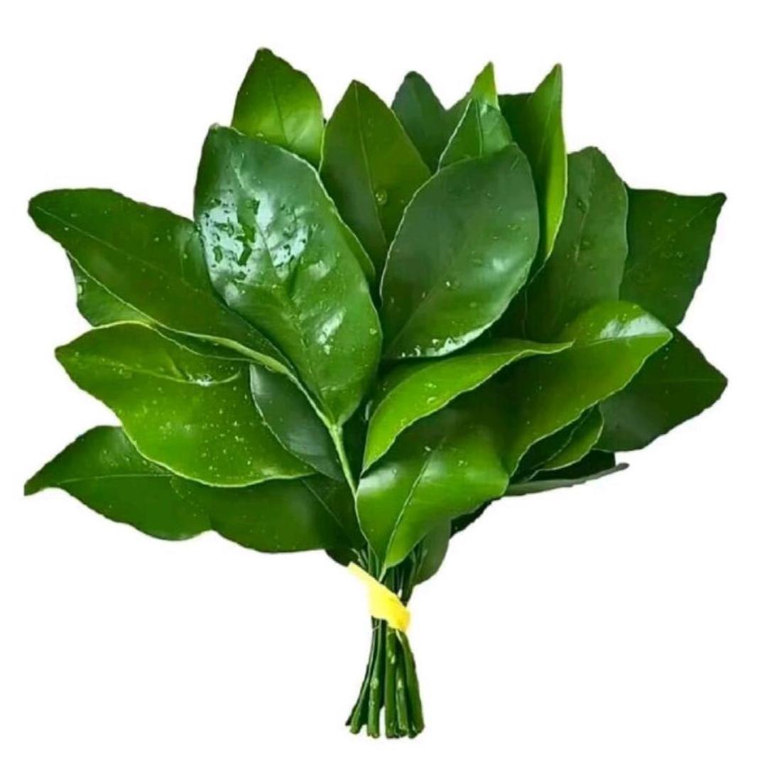 摩羯