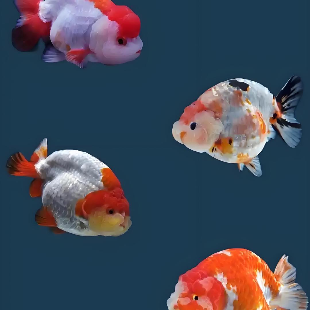 观赏鱼直销