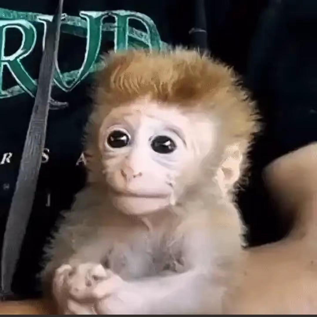 我妈妈说名字太长会有傻子跟着念