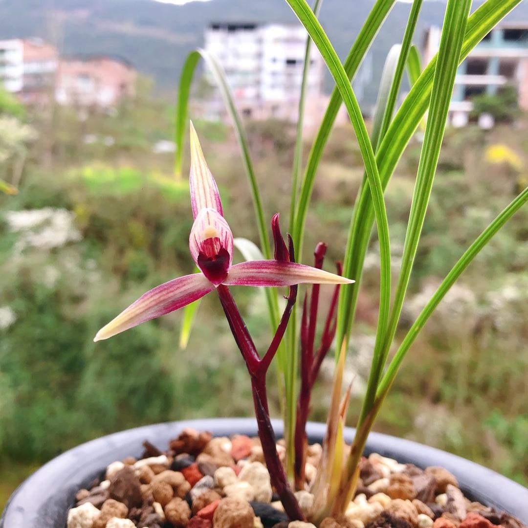 归来还是小萝卜🥕