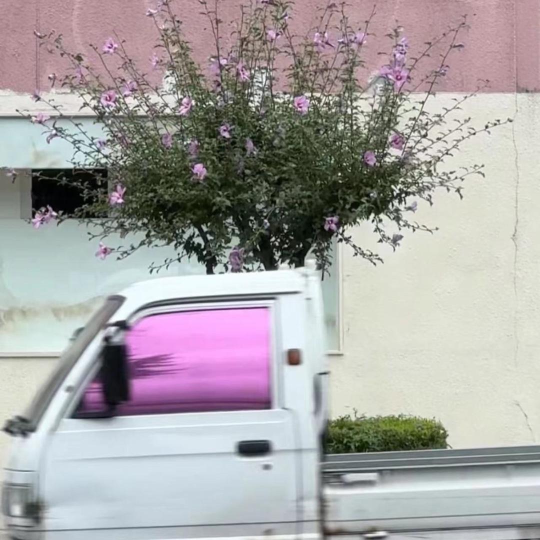 努力麦冬