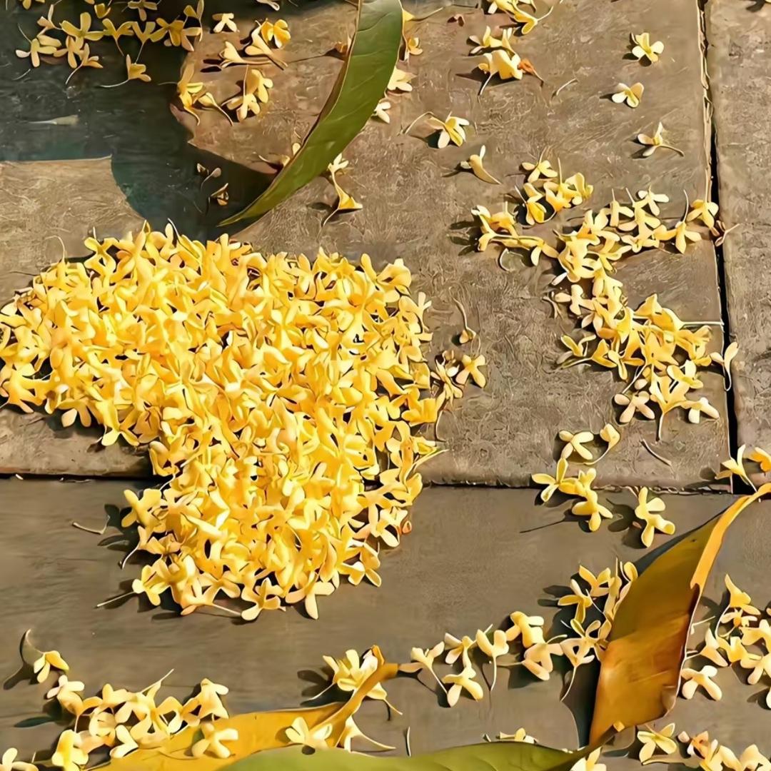 ＡKRIS 半夏ちミ忆素颜