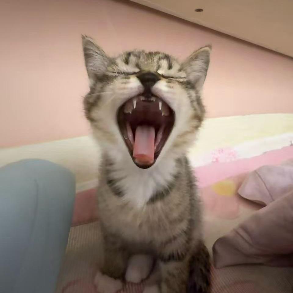 扁桃体不发言