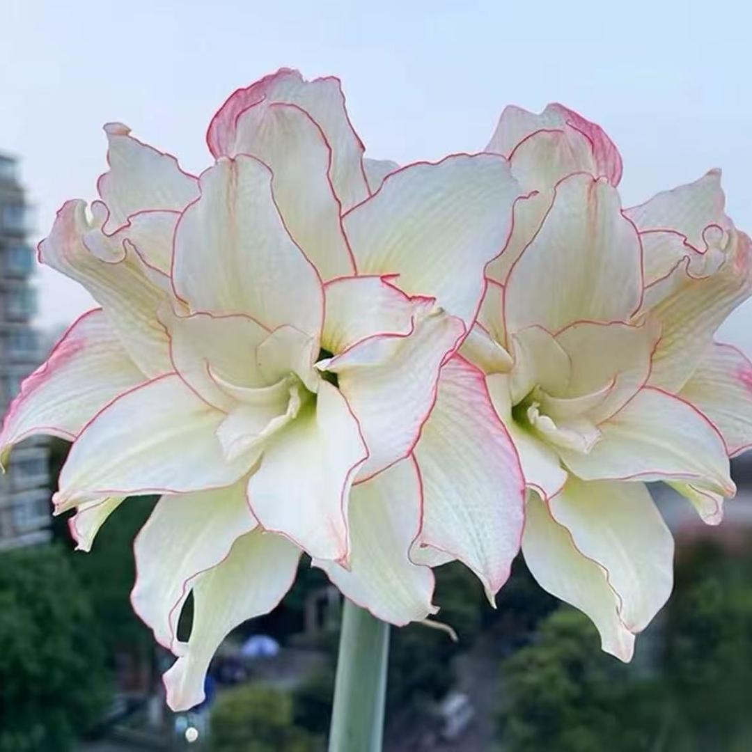 独家花卉园艺