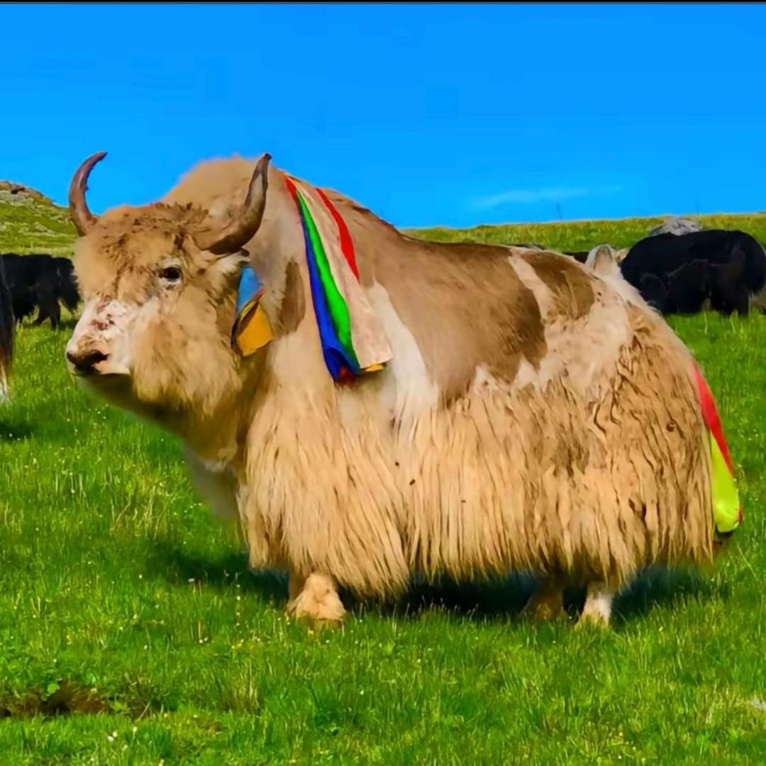 青海精品牦牛（母牛）到拉萨卖