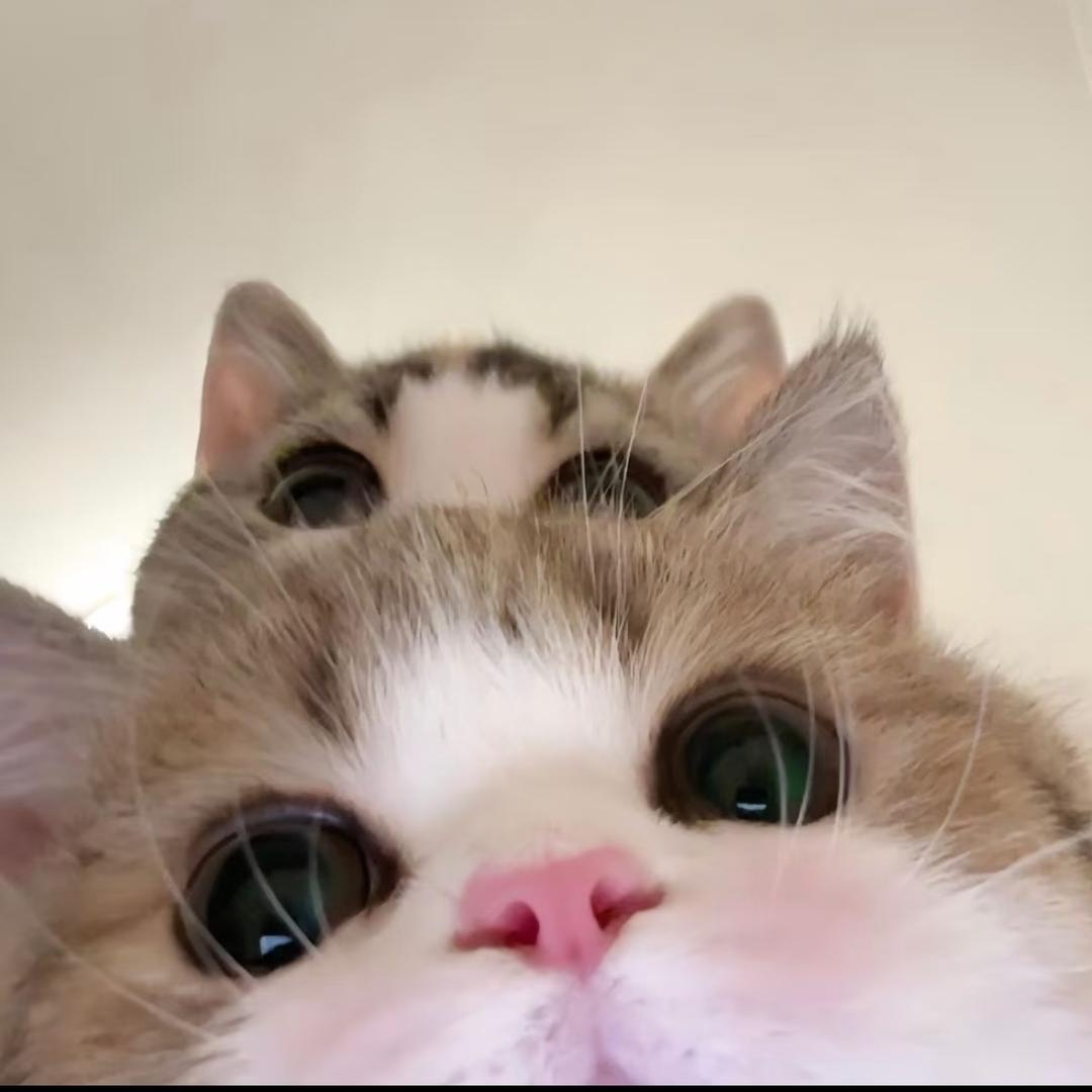 一只兔子🐰☾⋆