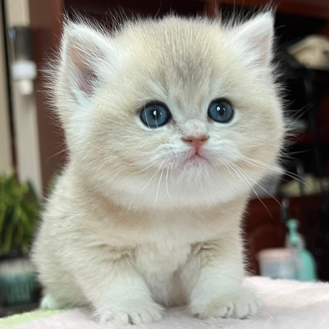 汪学长猫舍