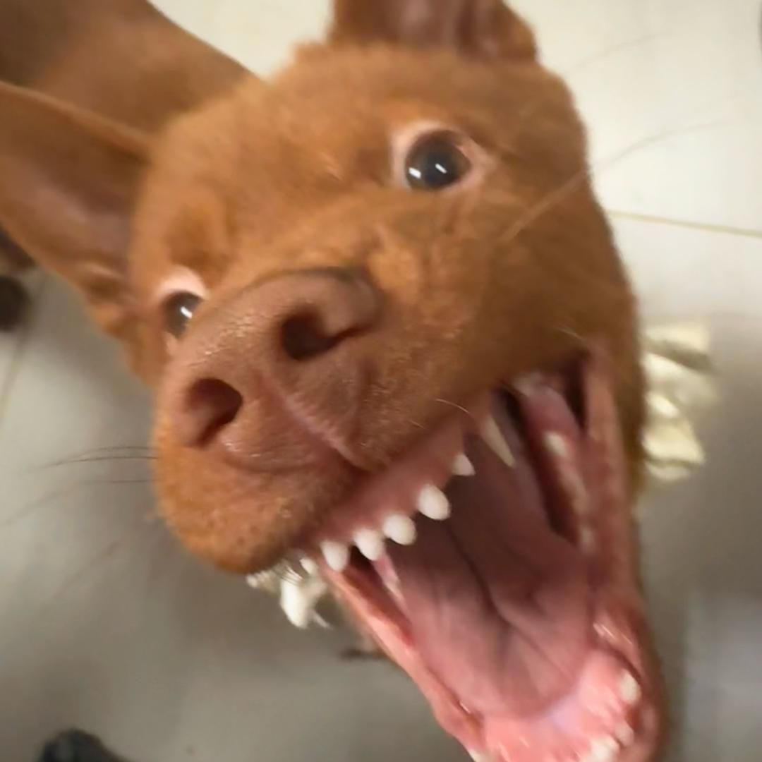 相当煎熬小乌龟