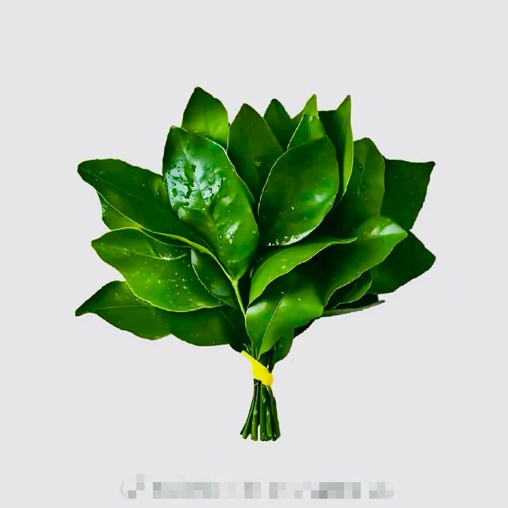 叶林（孕中期）