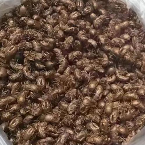 小龙蝉蜕 蜂房 桑螵蛸