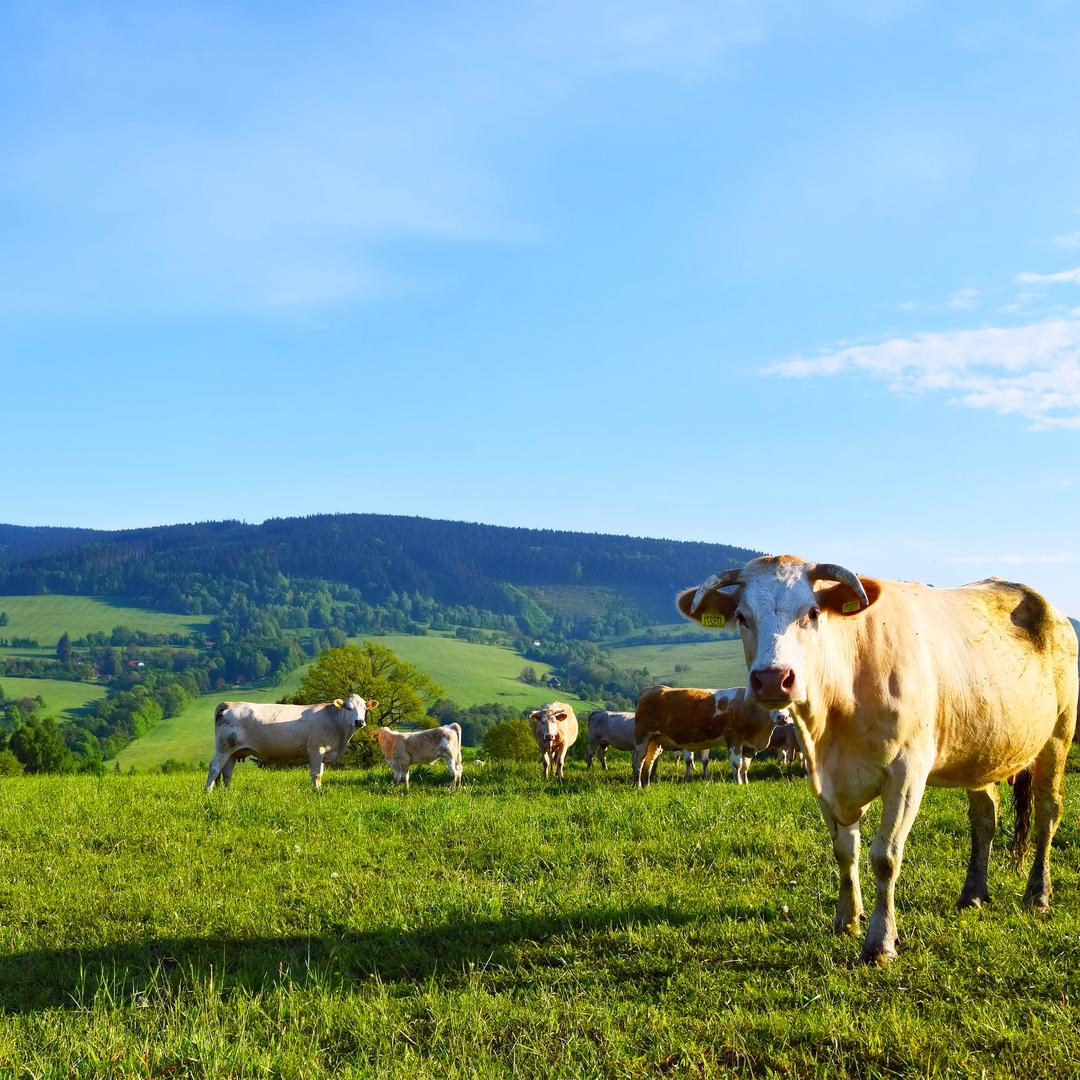 内蒙古优牧食品