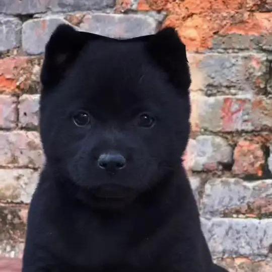 一只小狗宠物店