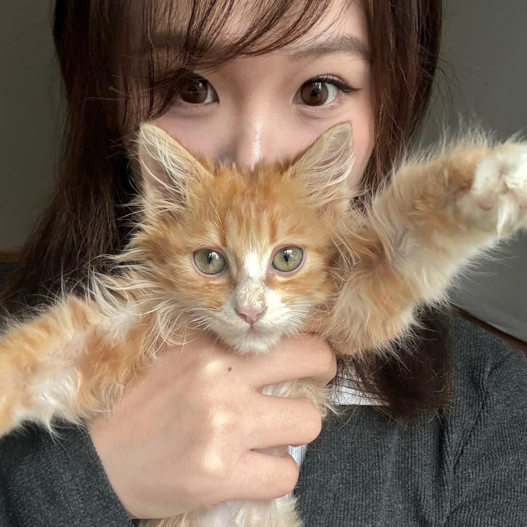呆胶布