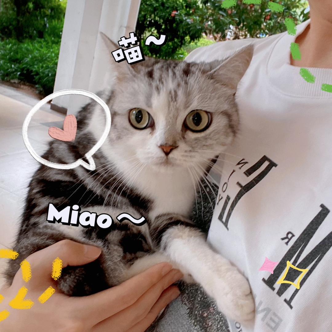 阿瑞的养猫日常