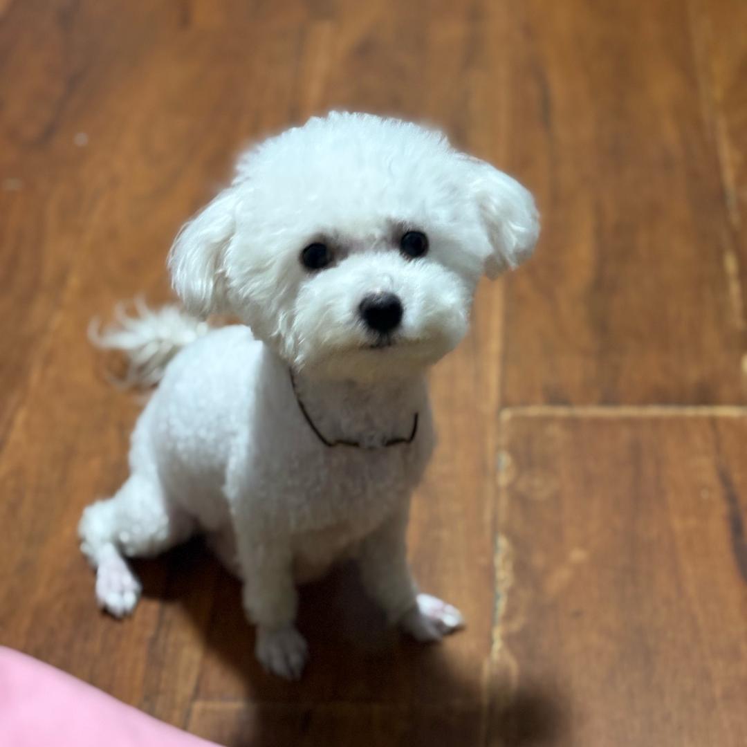 狗狗狗狗来福