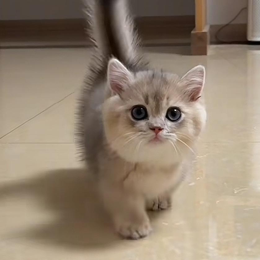 喵喵喵🐱
