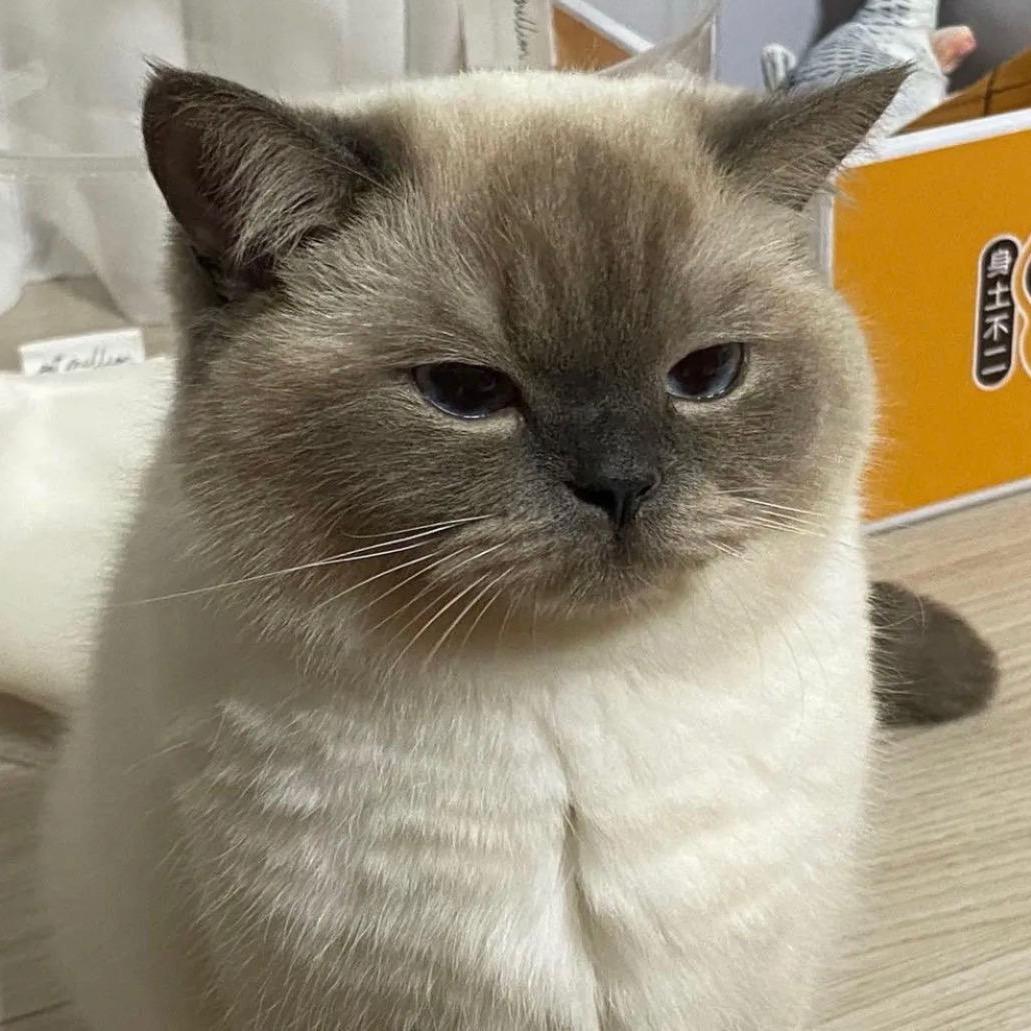 今晚暗鲨你