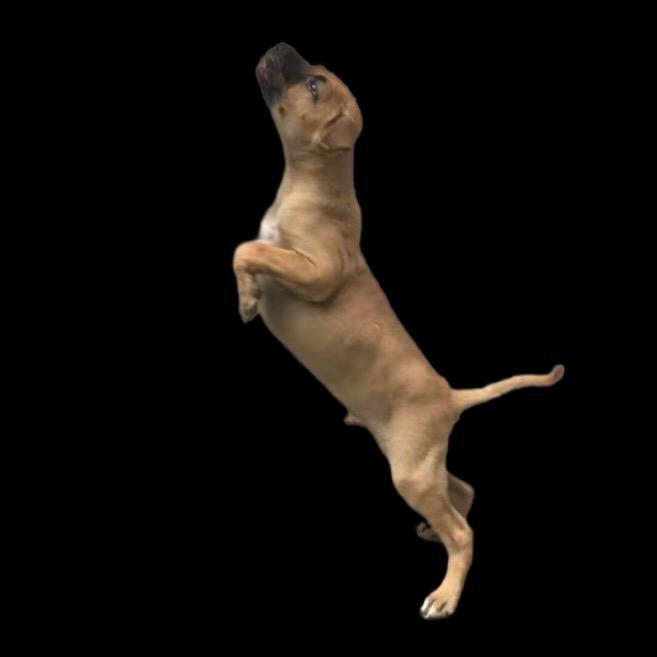 猎犬解说官