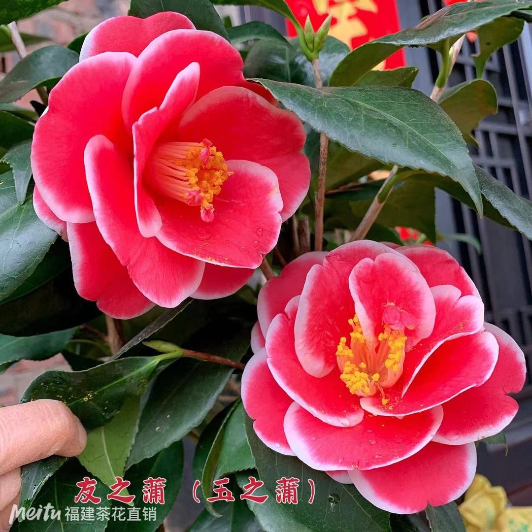 永福恩昕园艺场