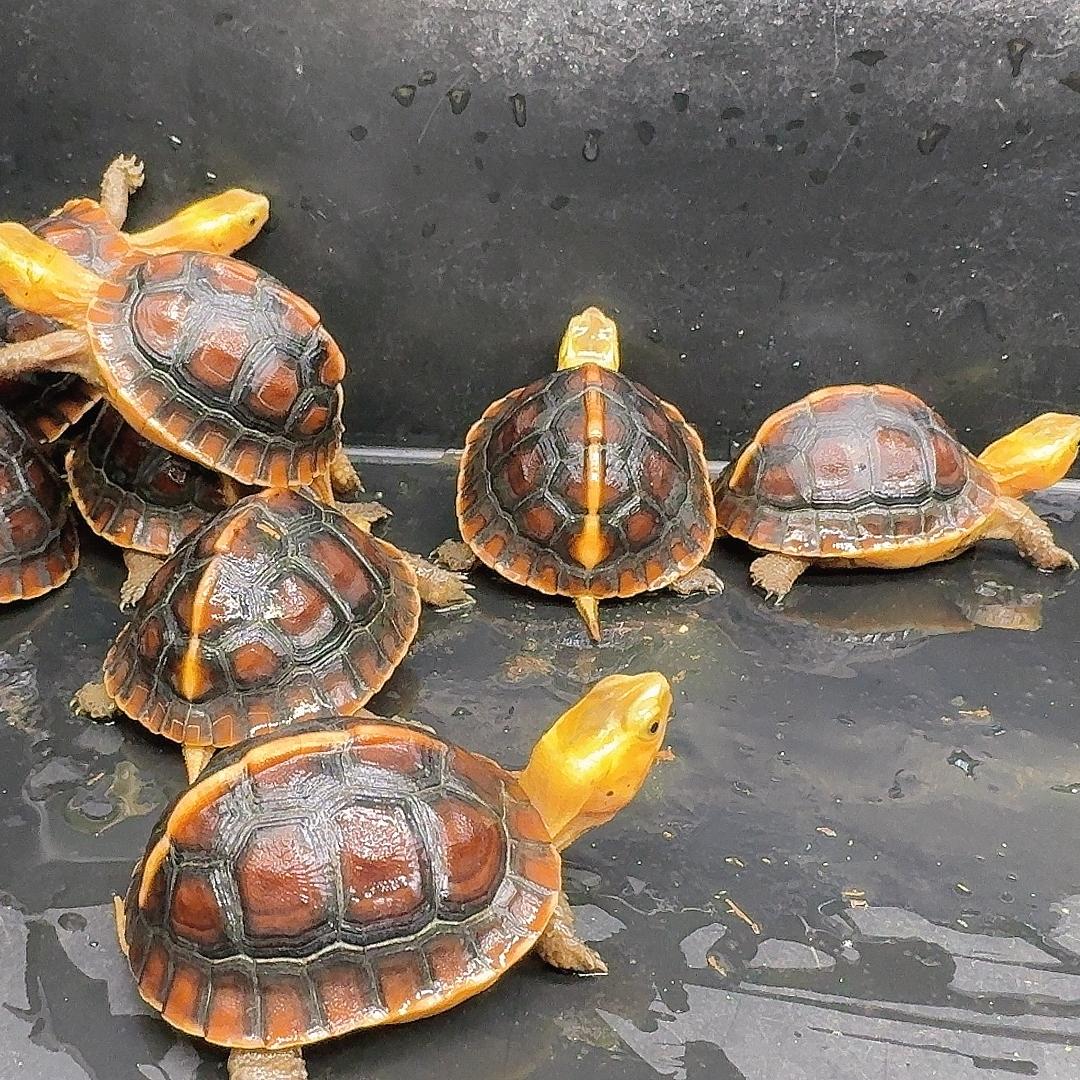 琉球皖缘直播部