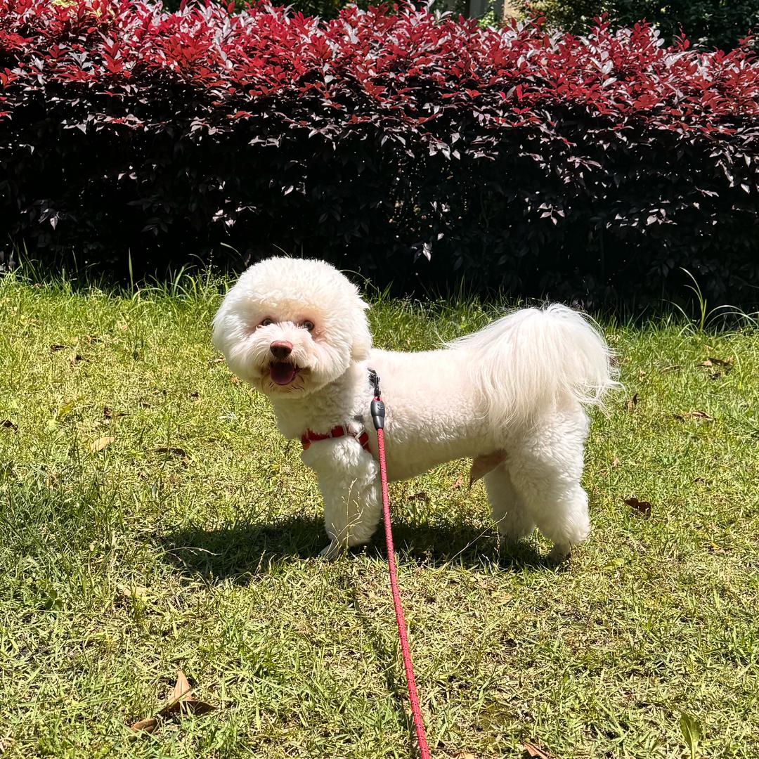 小呆宝成长记