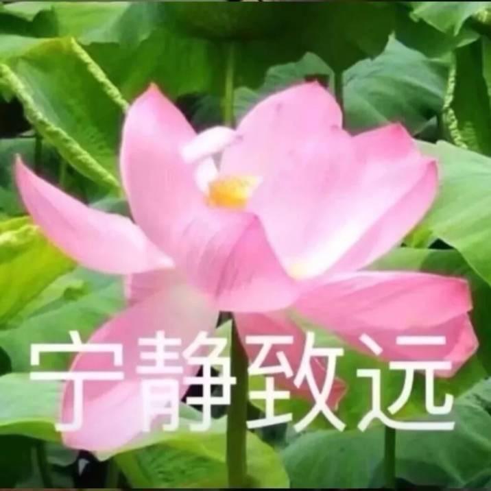 荷花🪷