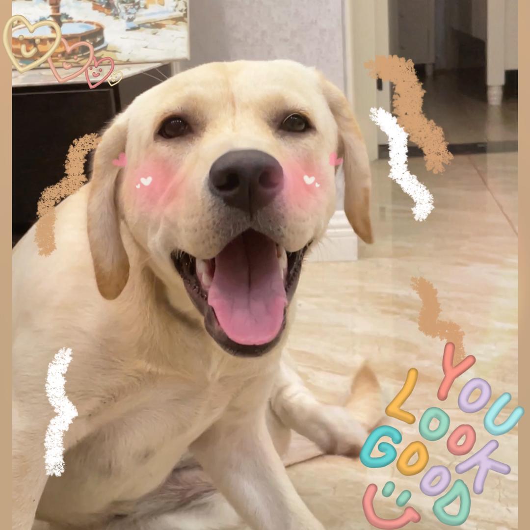 拉猪美宝