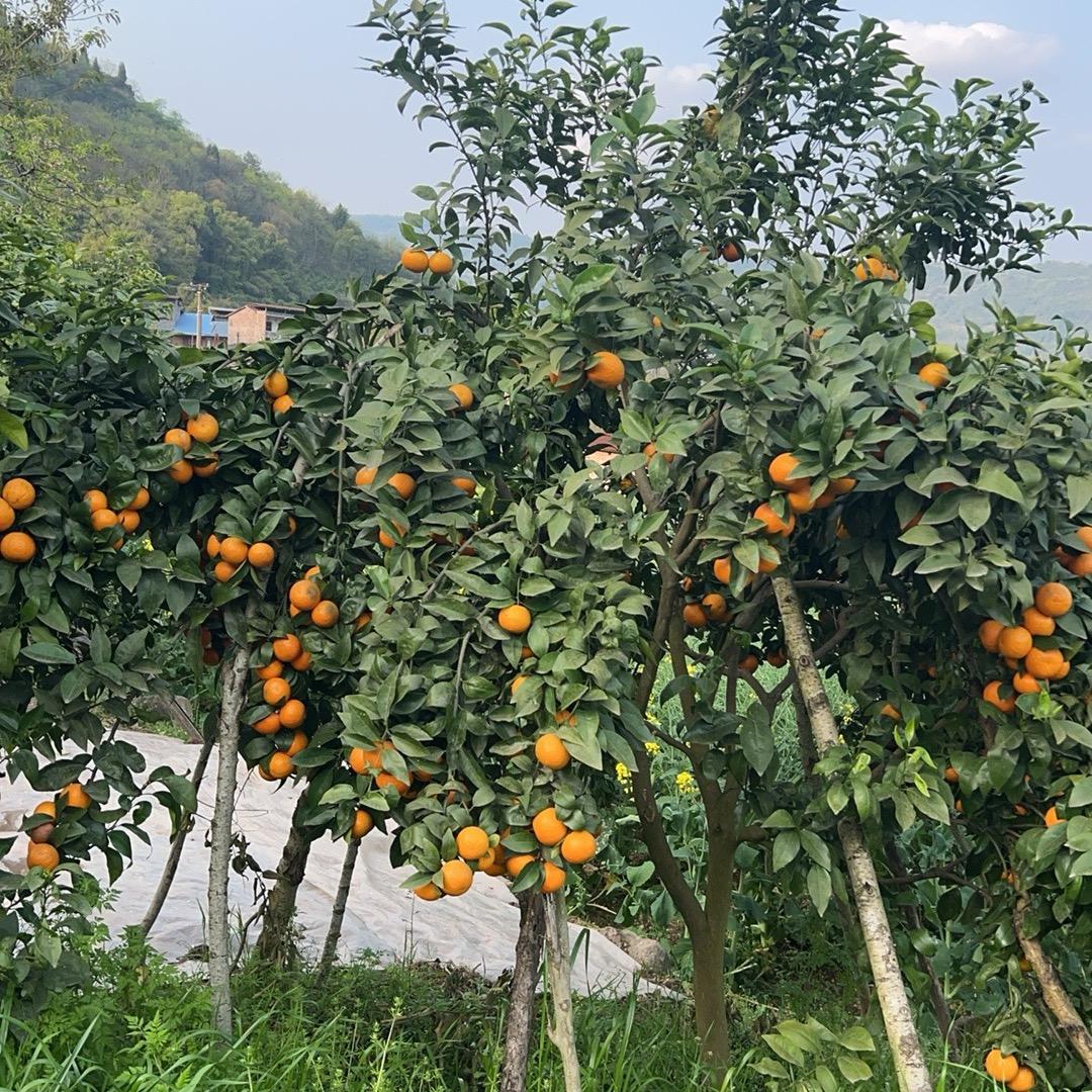 ꧁꫞聂💞风꫞꧂